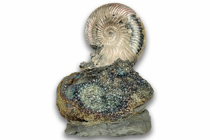 Iridescent, Pyritized Ammonite (Quenstedticeras) Fossil Display #324298